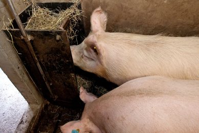 In Europe enrichment of all kinds of sorts is already applied in Europe, like providing straw. Photo: Ronald Hissink