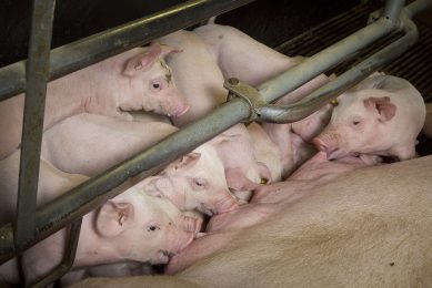 The microbial diversity in the gut of pigs increases as the animal gets older. Photo: Koos Groenewold