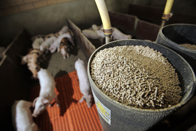 Phytate is prevalent in many of the feedstuffs used to produce pig diets. <em>Photo: Hans Prinsen</em>