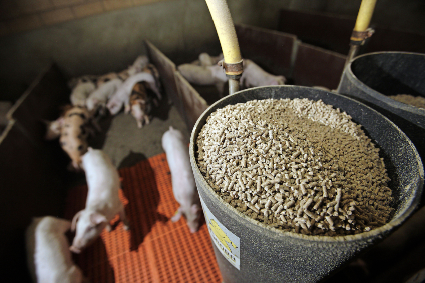 Phytate is prevalent in many of the feedstuffs used to produce pig diets. <em>Photo: Hans Prinsen</em>