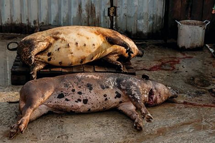 Photo: UK National Pig Association (NPA)
