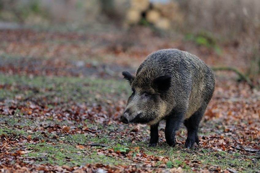 A wild boar in a forest in Germany.. - Photo: Shutterstock