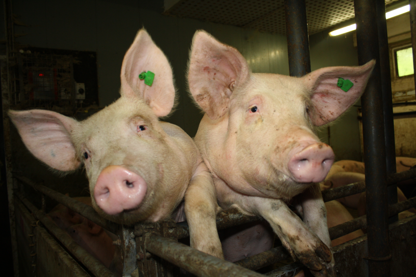 German pig welfare initiative draws large demand