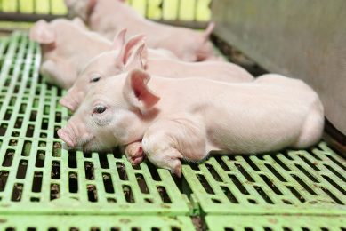 A good animal health benefits the swine business, as when an animal is sick, its feed intake will decrease. Photo: Shutterstock