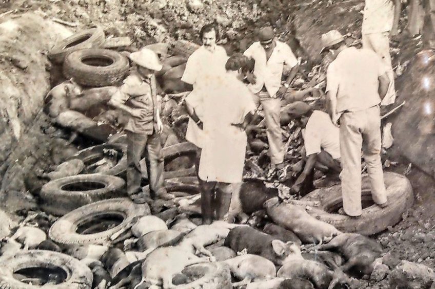 Pigs being burned after an ASF outbreak in Cuba. Photo: Museum of the Revolution, Havana, Cuba