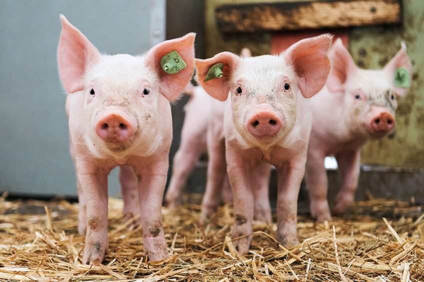 Healthy piglets on a Swiss farm. - Photo: Conrad von Schubert/ University of Bern