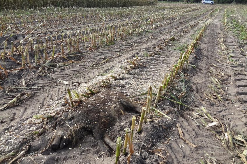 A dead wild boar due to ASF in a field in Eastern Poland. Photo: Iwona Markowska-Daniel