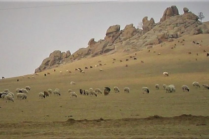 Livestock production in Mongolia: Sheep are amongst the much-kept animals, rather than pigs.