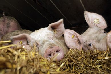 In the trial, some sows were kept in straw for 18 days. The sows in the picture were not part of this trial. Photo: Henk Riswick
