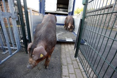 Danish Duroc boars are being off-loaded from a transport truck. Photo: Bert Jansen