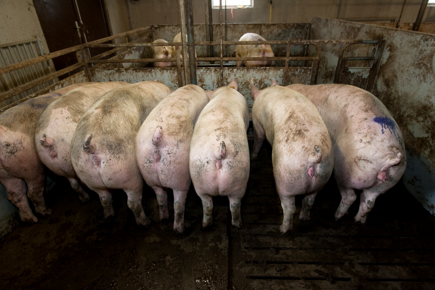 Swill feed could make pigs more sustainable
