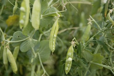 The field pea was processed in different ways to explore the effect of processing. - Photo: Michel Zoeter