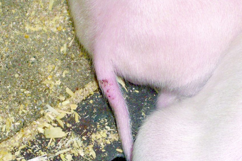 Tail necrosis due to mycotoxins. Photo: Biomin
