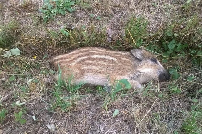 A young wild boar that died of ASF. It was the 3rd of in total 221 victims of the virus in the Czech Republic. Photo: Petr Satran, Czech State Veterinary Administration