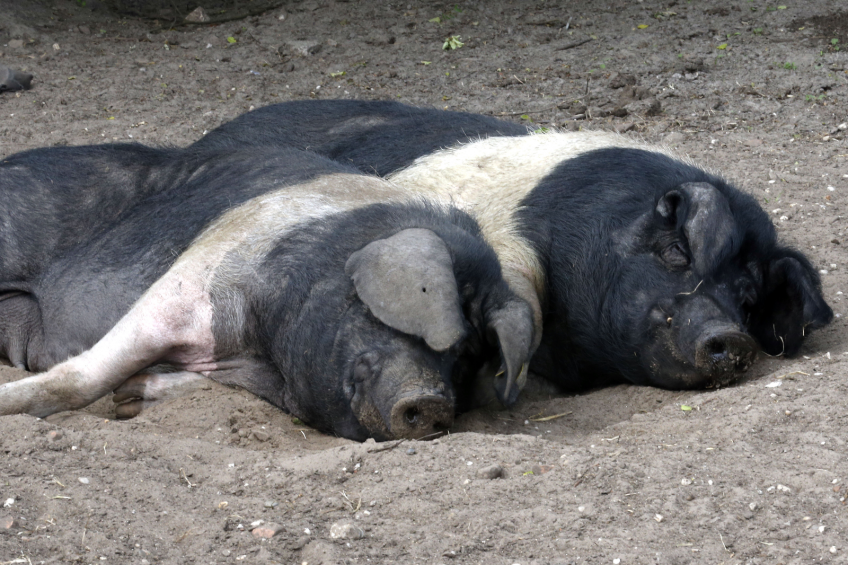 Estonian pig farmers ‘lack government support’