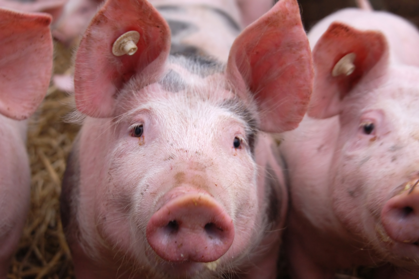More knowledge on calcium for better pig diets