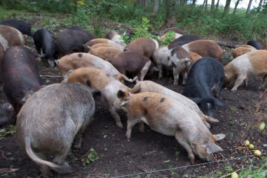 Pigs being kept outdoors, and fed on fruit and acorns. Is that advisable now the threat of ASF is growing?