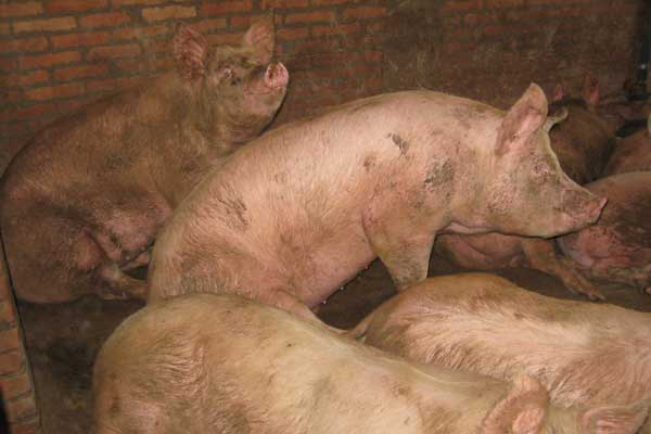 Liquid-fed heavy pigs can manage without added water