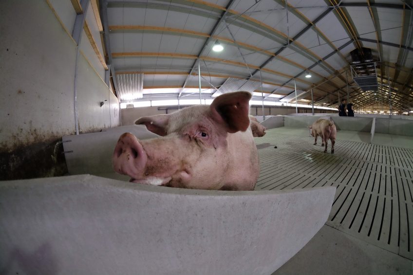 These gestating sows in a new building in the Netherlands appear to have a lot of space. Photo: Hans Prinsen