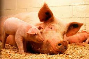 New method to help reduce piglet mortality