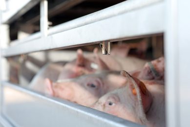 Finisher pigs on their way to the slaughterhouse. Photo: Atelier 68