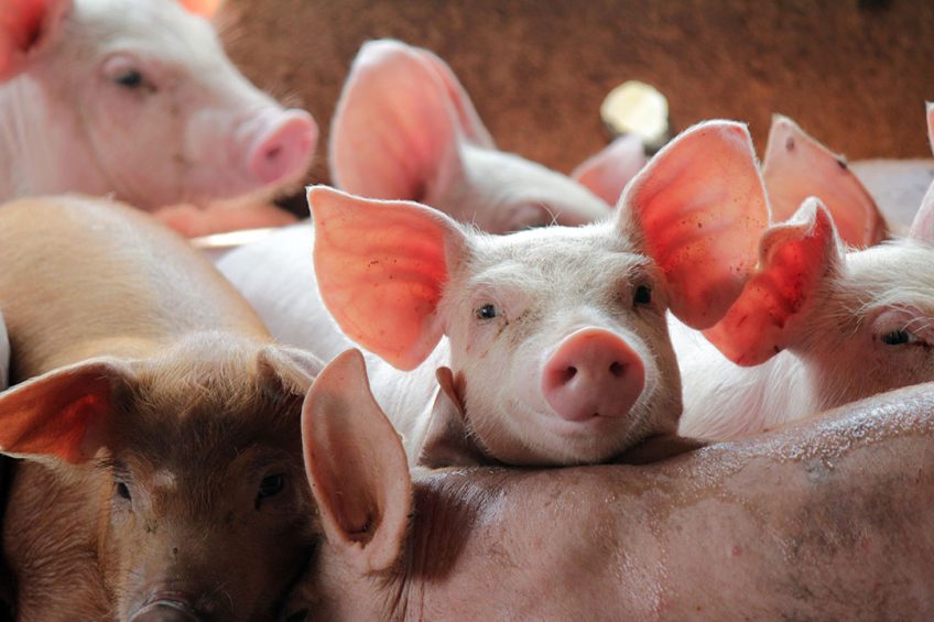The antibacterial effect of the bile content in pigs can be related to the copper levels in the liver. Photo: Shutterstock