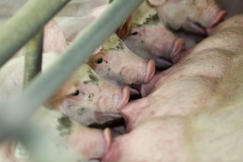 &apos;Dutch pork producers should focus on Western Europe&apos;