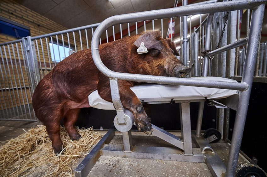 A Duroc boar at work. Photo: DanBred