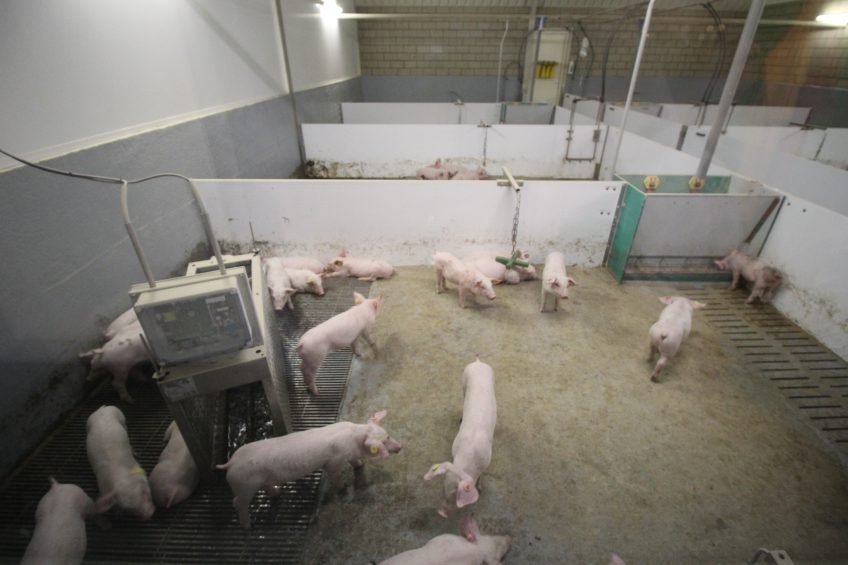 The HyCare concept is now also being tested for grower pigs. Photo: Vincent ter Beek