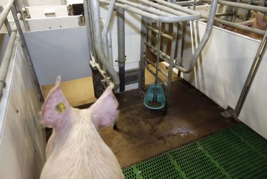 A sow in a free farrowing crate. Photo: Bert Jansen