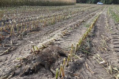 Dead wild boar in a field in Poland. Photo: Iwana Markowska-Daniel