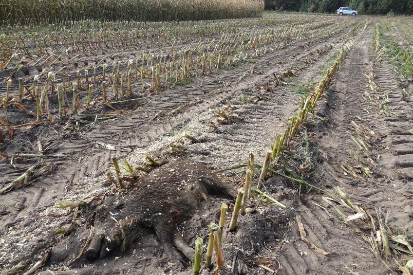 Dead wild boar in a field in Poland. Photo: Iwana Markowska-Daniel