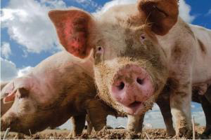 USDA reports reveals startling facts about pig farms