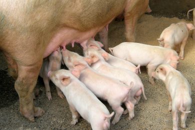 Controversial NI pig farm gets the go ahead. Photo: Chris McCullough