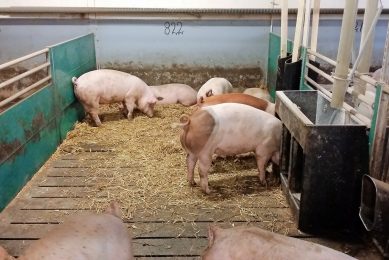 Finisher pigs on straw during a trial in Denmark. Photo: Mona Lilian Vestbjerg Larsen