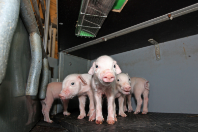 Newborn piglets in a piglet nest   above their heads the novel eHeat device is built in.<br />[Photo: Vincent ter Beek]