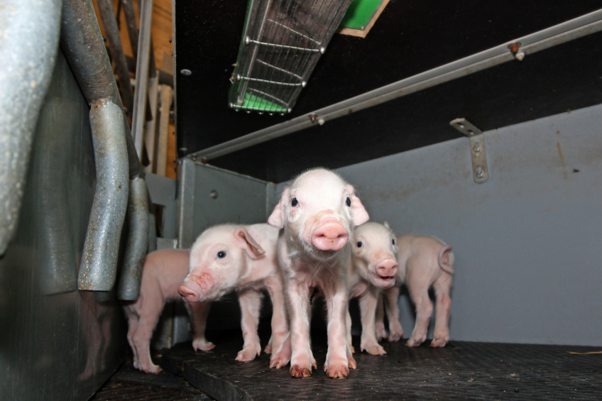 Newborn piglets in a piglet nest   above their heads the novel eHeat device is built in.<br />[Photo: Vincent ter Beek]