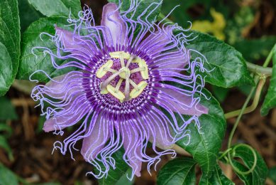 The maypop or purple passionflower in bloom. Photo: Pumpkinsky