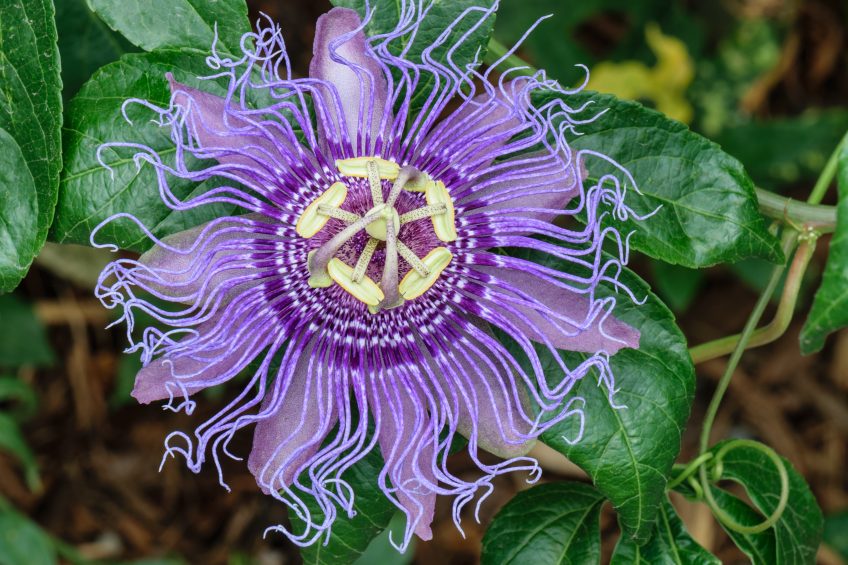 The maypop or purple passionflower in bloom. Photo: Pumpkinsky