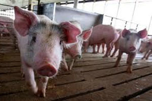 Attention to animal comfort helps pigs survive hot weather