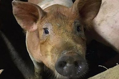 The pig that was  saved  by the action group, as posted on social media. Photo: Meat the Victims