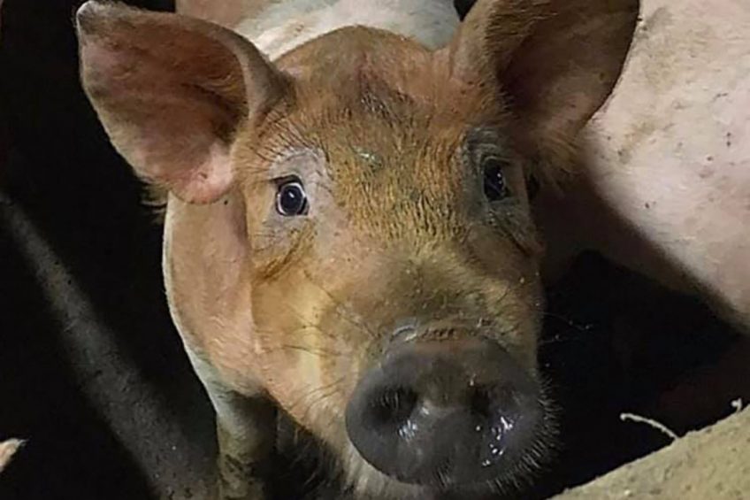 The pig that was  saved  by the action group, as posted on social media. Photo: Meat the Victims