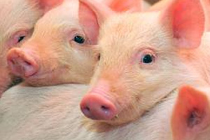 UK pig margins still negative