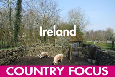 Ireland&apos;s pig sector   succeeding against all odds