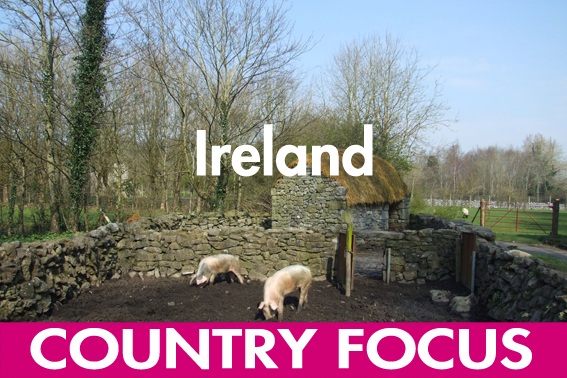 Ireland&apos;s pig sector   succeeding against all odds