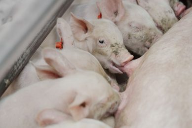 There was an increase in DON and de-DON serum levels in suckling piglets exposed to the HiZEN diet during the last week of gestation and during lactation. - Photo: Ruud Ploeg
