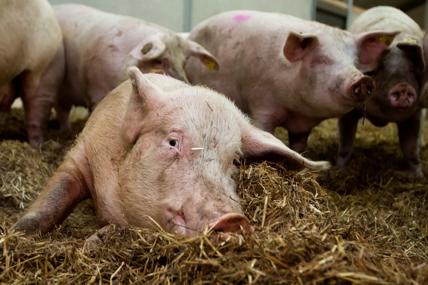 Enriched group housing better for sow welfare