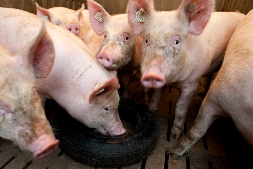 Project shows lack of knowledge in pig research. Photo: Ronald Hissink