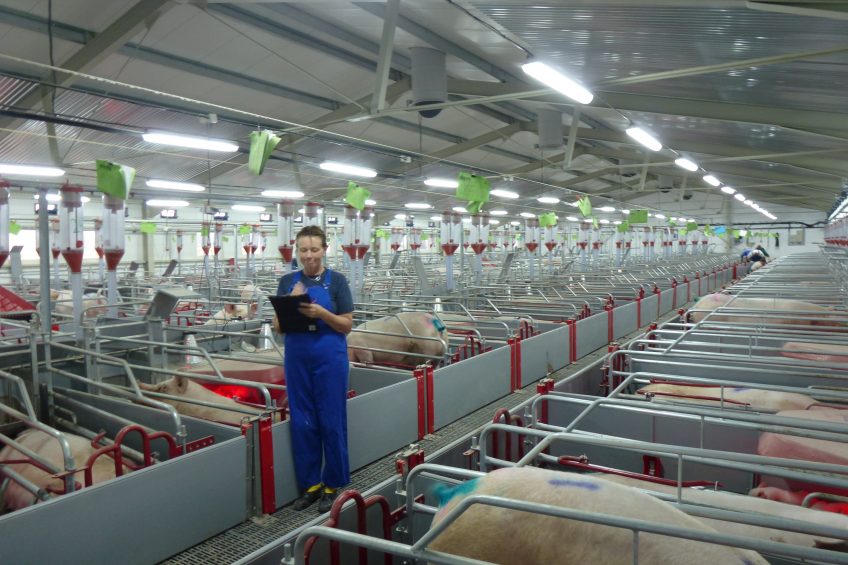 The farrowing unit includes nine units with 132 farrowing crates with slatted flooring.