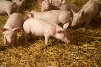 The effect of zinc on weaners to be investigated